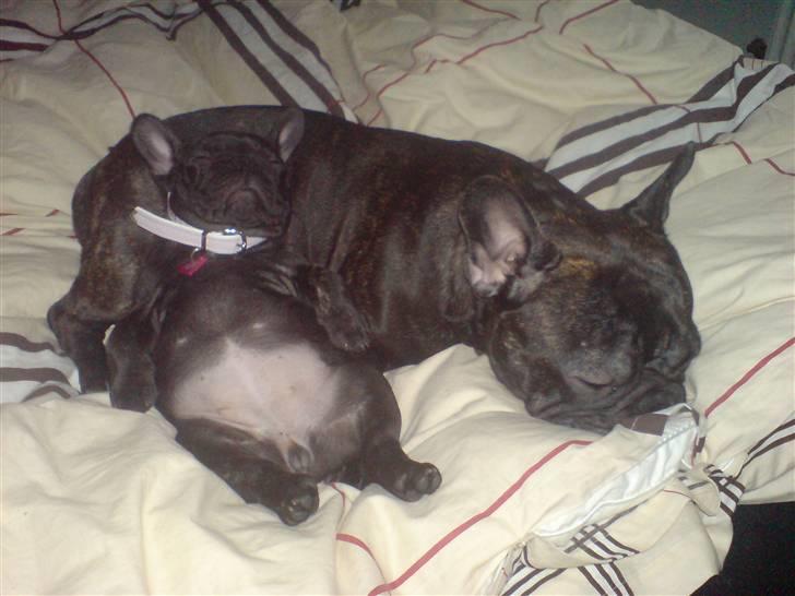 Fransk bulldog Tatarczuk DiamondLaBardot - "Vi putter sammen, det er vildt dejligt og hyggeligt" billede 14