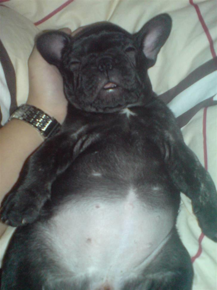 Fransk bulldog Tatarczuk DiamondLaBardot - "Mor driller mig mens jeg sover" billede 15