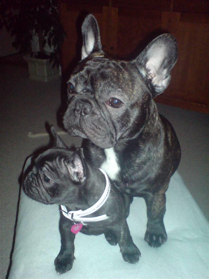 Fransk bulldog  - Louie B. Murphy - kl 23:59 nytårsaften 08/09 - "Jeg skal nok passe på dig Ellie" billede 20