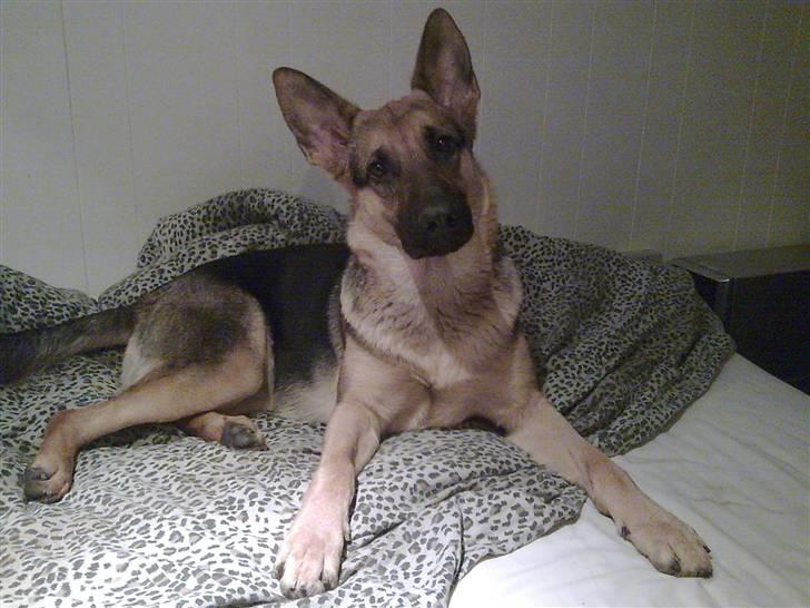 Schæferhund Neela *Himmelhund* - Hov hov... Hvem havde lige set sit snit til at snige op i sengen?? billede 12