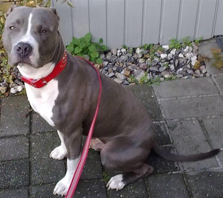 Amerikansk staffordshire terrier Tyson billede 5