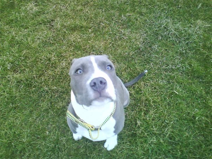 Amerikansk staffordshire terrier Tyson billede 6