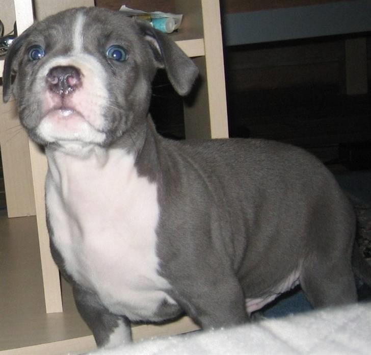 Amerikansk staffordshire terrier Tyson billede 12