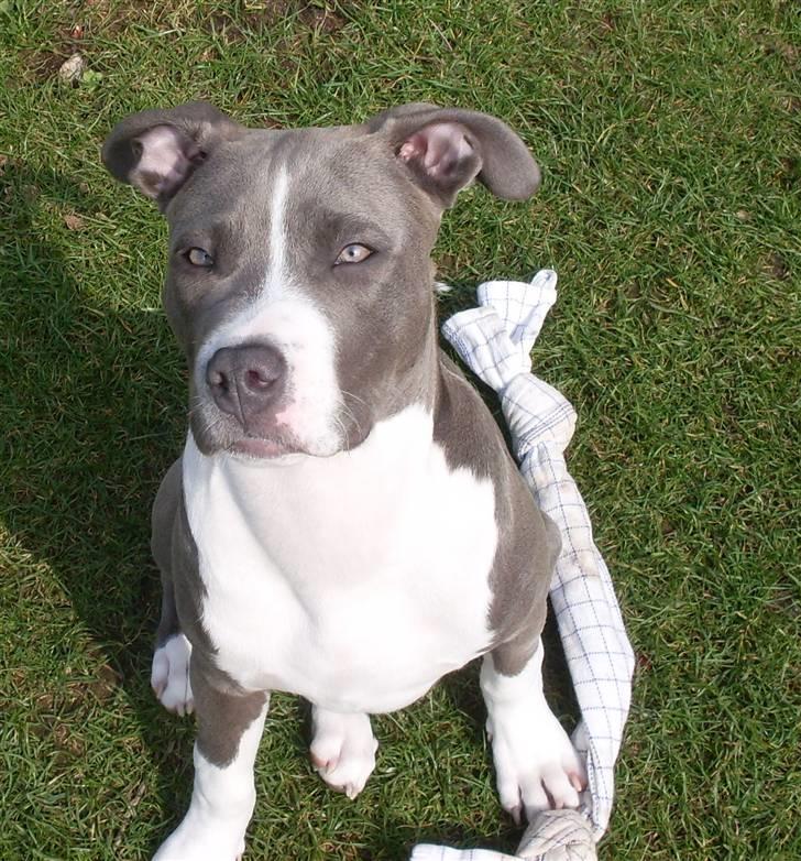 Amerikansk staffordshire terrier Tyson billede 11