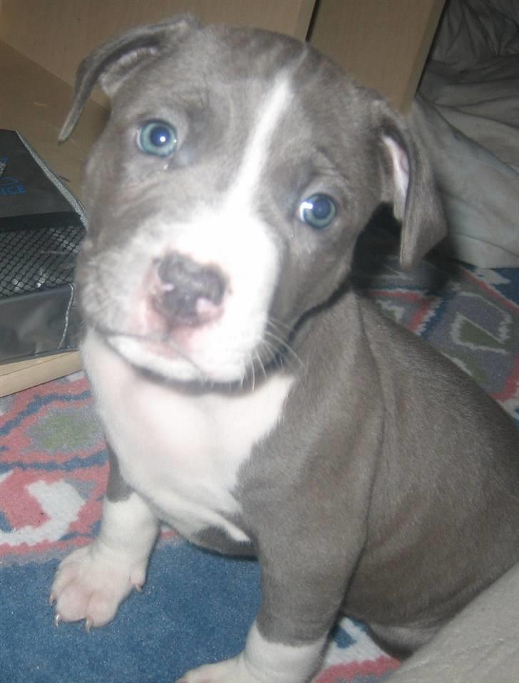 Amerikansk staffordshire terrier Tyson billede 13