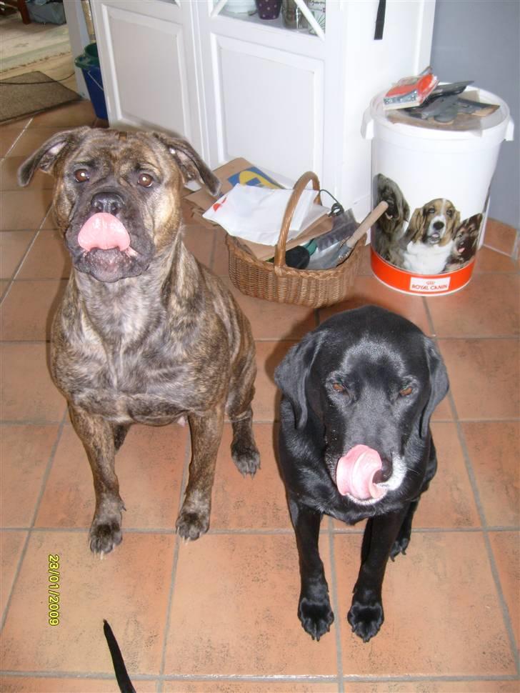 Bullmastiff | Bella - Uheldigt men sjovt billed af Bella og Molder! :) billede 19