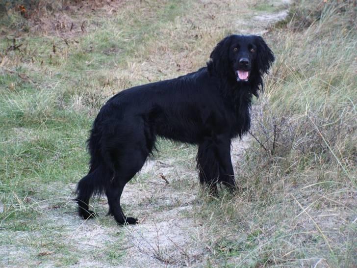 Blanding af racer Basse billede 10