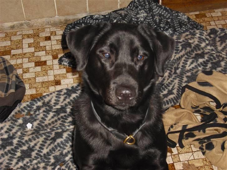 Labrador retriever Thor billede 13