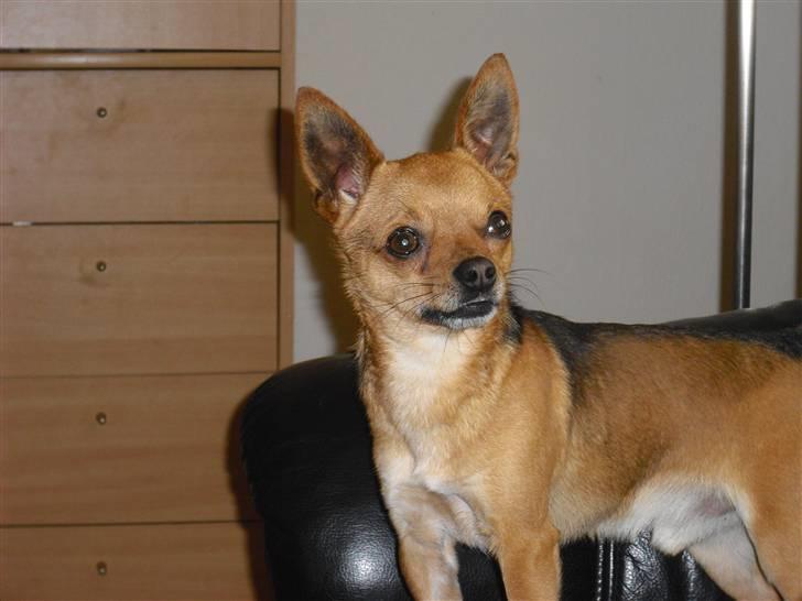 Chihuahua Cato billede 12