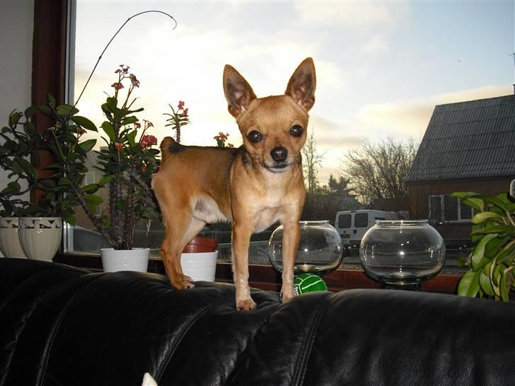 Chihuahua Cato billede 13