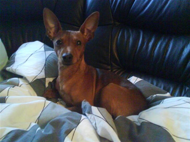 Dvaergpinscher Snoopy - Snooper hygger sig i sofaen :D billede 1
