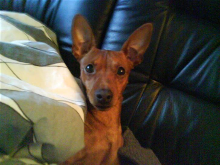 Dvaergpinscher Snoopy billede 2