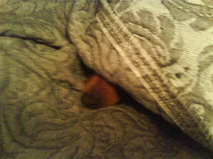 Dvaergpinscher Snoopy - Snooper under dynen :D hihi.. han er så nusser..  billede 3