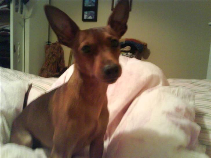 Dvaergpinscher Snoopy billede 4