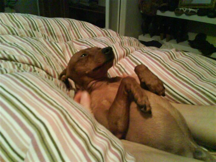 Dvaergpinscher Snoopy - Det er <3 :D  billede 5