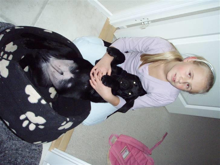 Labrador retriever Nicki billede 5