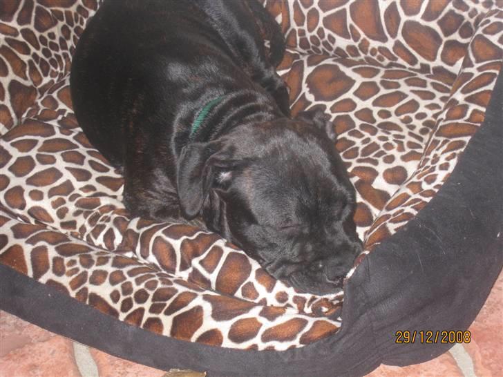 Staffordshire bull terrier Louis billede 7