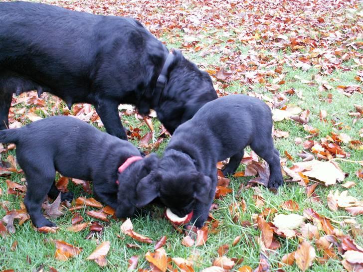 Labrador retriever Nicki billede 6