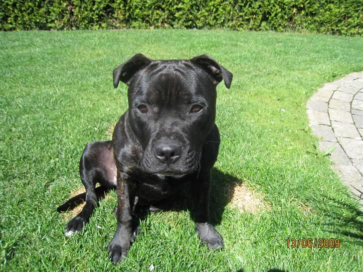 Staffordshire bull terrier Louis billede 8