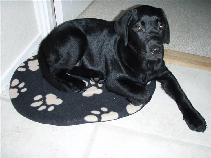 Labrador retriever Nicki billede 7