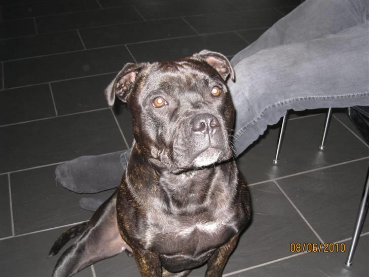 Staffordshire bull terrier Louis billede 9