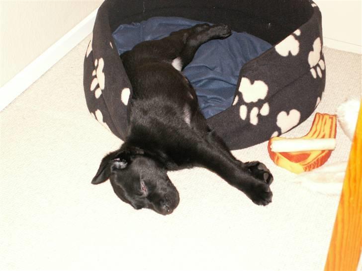 Labrador retriever Nicki billede 8