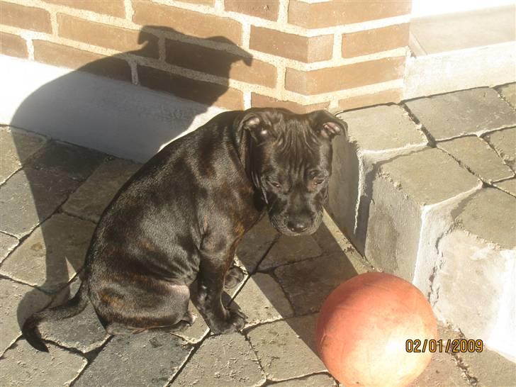 Staffordshire bull terrier Louis billede 10