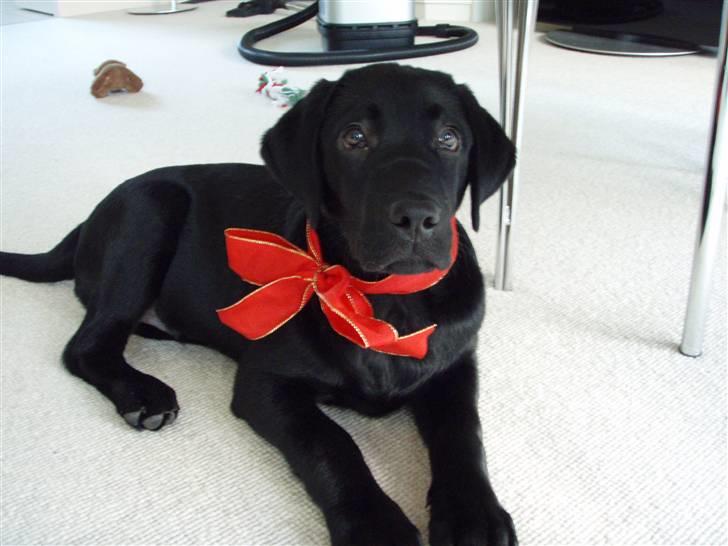 Labrador retriever Nicki billede 9