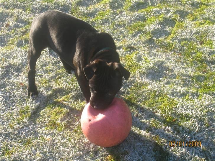 Staffordshire bull terrier Louis billede 11