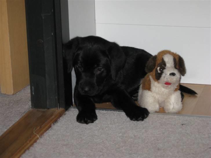 Labrador retriever Nicki billede 10