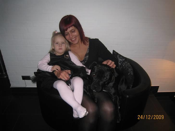 Staffordshire bull terrier Louis - Så er der dømt hygge ;-) billede 12