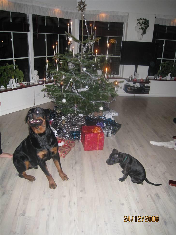 Staffordshire bull terrier Louis - Chicco og Louis billede 13