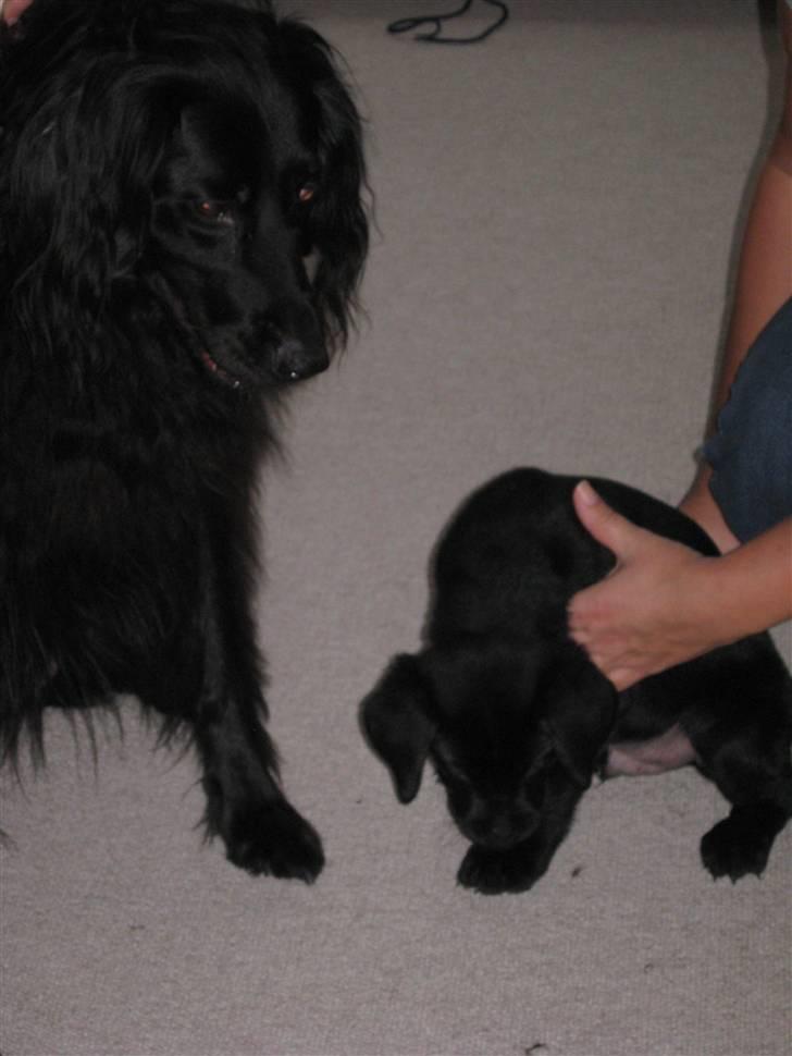 Labrador retriever Nicki billede 11