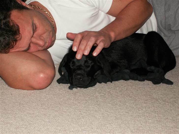 Labrador retriever Nicki billede 12