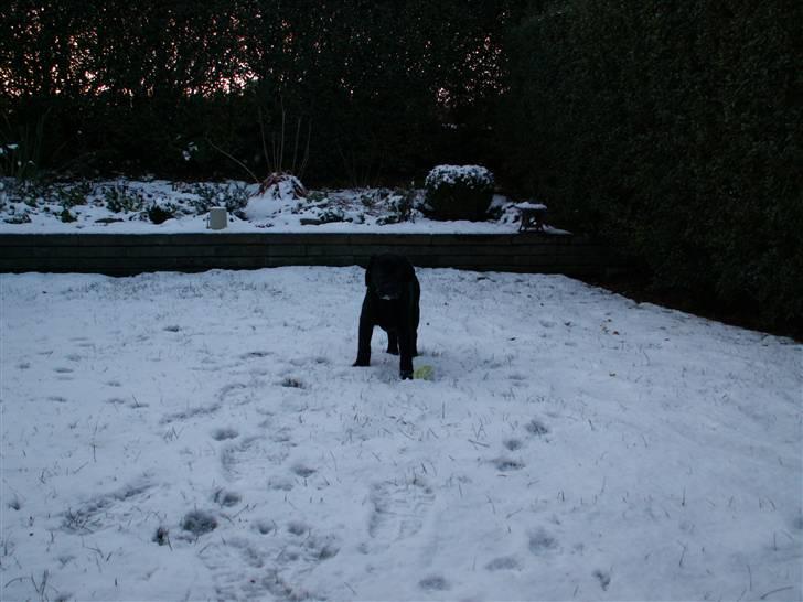 Labrador retriever Nicki billede 13