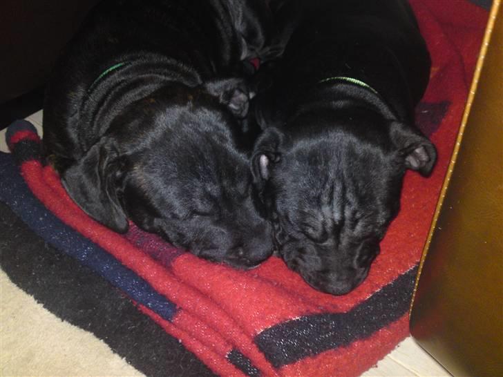 Staffordshire bull terrier Louis - Louis og Ludvig ( Ludvig er min bror ) billede 14