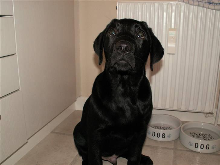 Labrador retriever Nicki billede 14