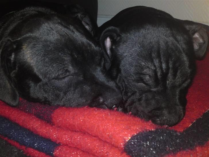 Staffordshire bull terrier Louis - Louis og Ludvig ( Ludvig er min bror ) billede 15