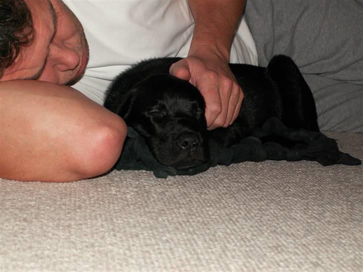 Labrador retriever Nicki billede 15