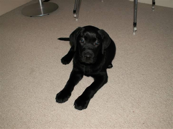Labrador retriever Nicki billede 16