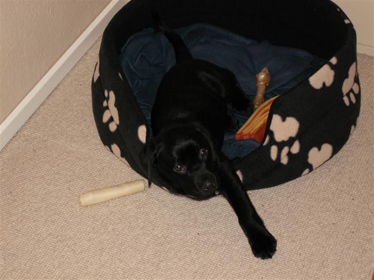 Labrador retriever Nicki billede 17