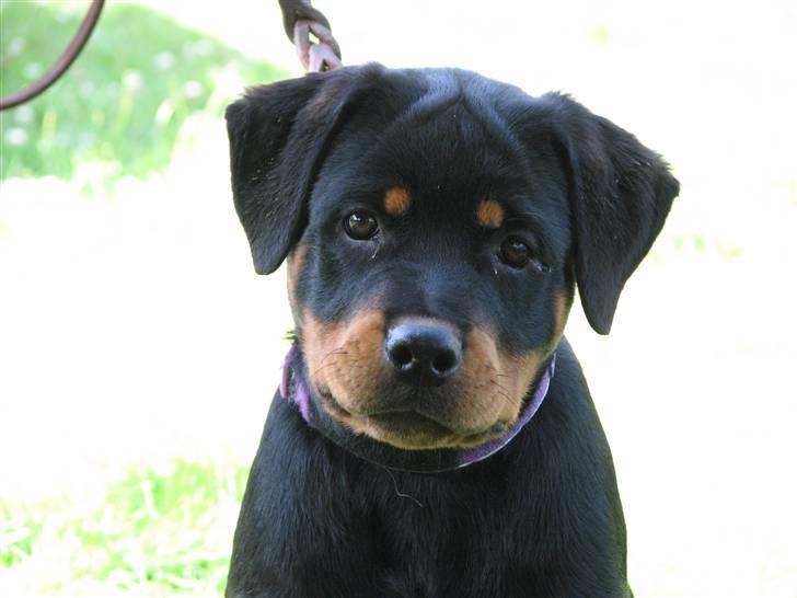 Rottweiler V.Hause Luna's Dark Angel billede 1