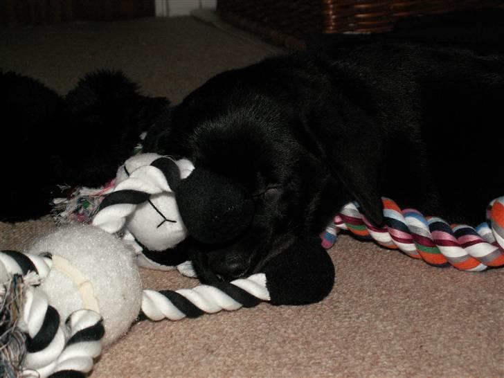 Labrador retriever Nicki billede 18