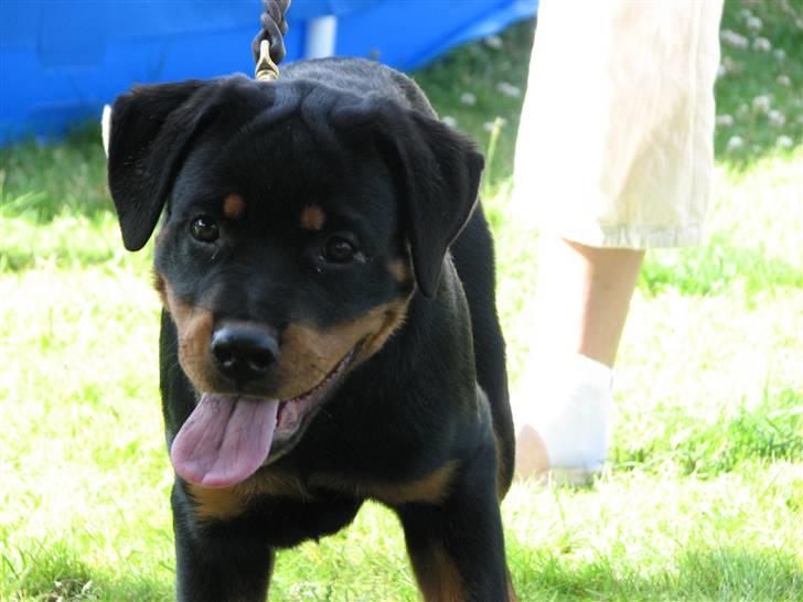 Rottweiler V.Hause Luna's Dark Angel billede 2