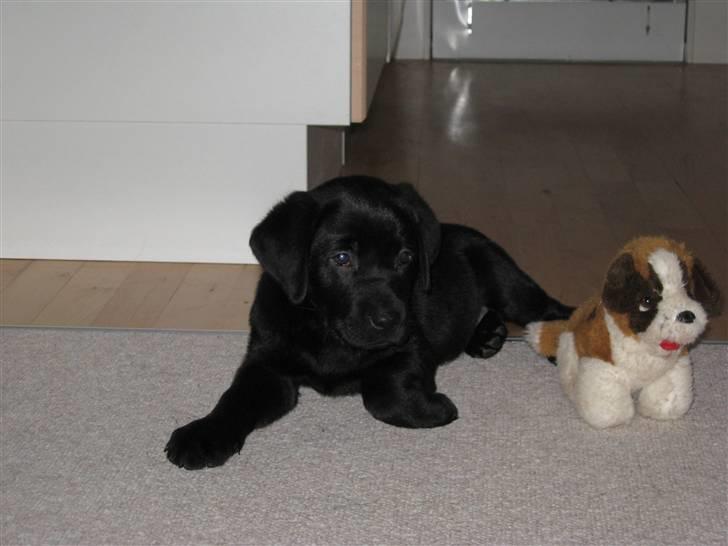 Labrador retriever Nicki billede 19