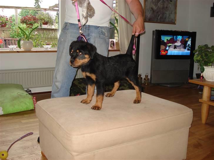 Rottweiler V.Hause Luna's Dark Angel billede 3