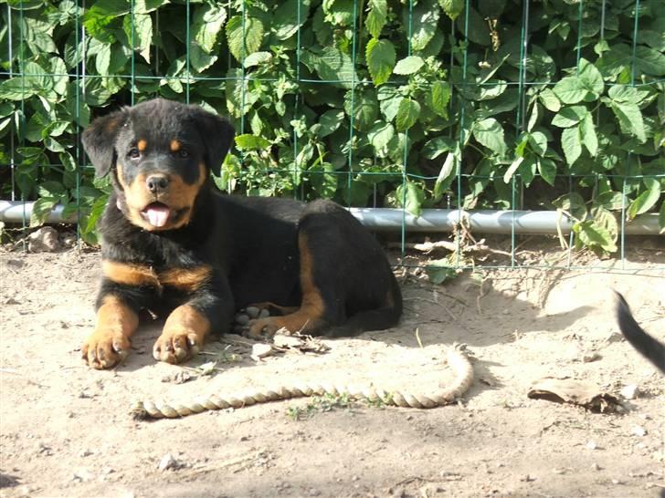 Rottweiler V.Hause Luna's Dark Angel billede 4