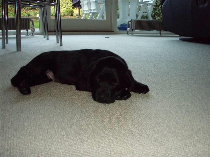 Labrador retriever Nicki billede 20