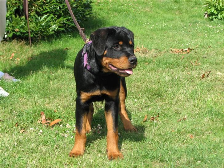 Rottweiler V.Hause Luna's Dark Angel billede 5