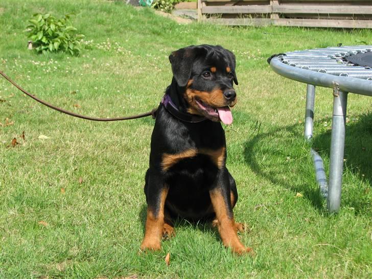 Rottweiler V.Hause Luna's Dark Angel billede 6